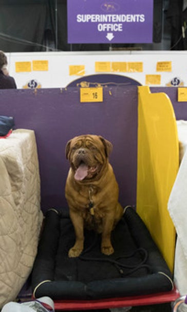 Rumor the German shepherd wins best in show at Westminster